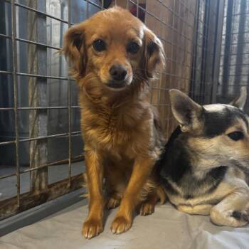 Lida Beeda Boda Butt -  Chihuahua and Mixed Breed Dog for Adoption in Moab, Utah - Lida Beeda Boda Butt | PetCurious