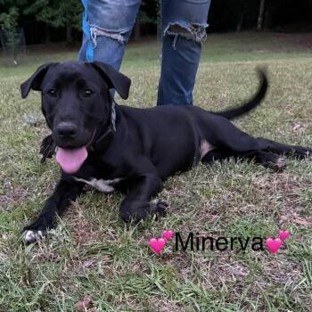 Rescue Labrador Retriever Dogs for Adoption in Lambertville, New Jersey - Minerva | PetCurious