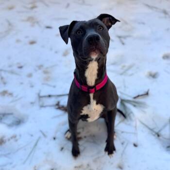 Mixed Breed Dogs Available for Adoption - Iyana | PetCurious