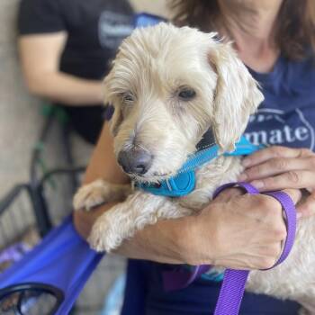 Gremlin -  Poodle Dog for Adoption in Escondido, California - Gremlin | PetCurious
