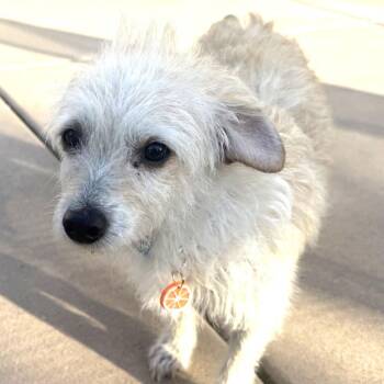 Candy -  Maltese and Terrier Dog for Adoption in San Diego, California - Candy | PetCurious