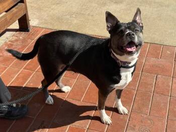 Siberian Husky Dogs Available for Adoption - PINWHEEL | PetCurious