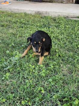 DUG -  American Staffordshire Terrier Dog for Adoption in San Antonio, Texas - DUG | PetCurious