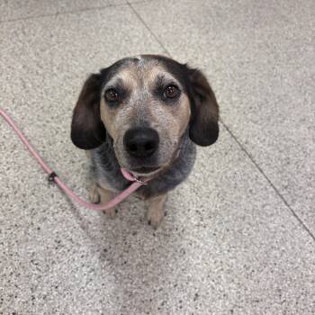 Monica -  Beagle and Australian Cattle Dog Blue Heeler Dog for Adoption in Lake Tapwingo, Missouri - Monica | PetCurious