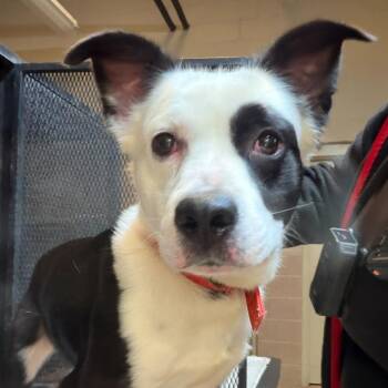 Toasted Marshmallow -  Mixed Breed Dog for Adoption in Gadsden, Alabama - Toasted Marshmallow | PetCurious