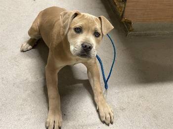 Cane Corso and Mixed Breed Dogs Available for Adoption - A606941 | PetCurious
