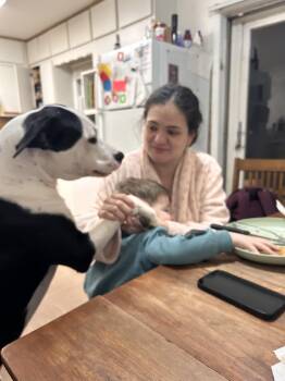 Pit Bull Terrier Dogs Available for Adoption in Chattanooga, Tennessee - Charlie, Dancing Boy | PetCurious