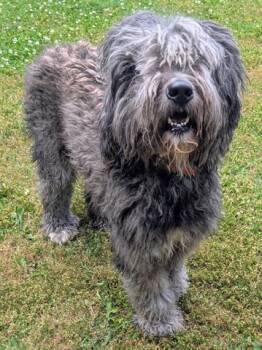 IZZY -  Sheep Dog and Poodle Dog for Adoption in Akron, Ohio - IZZY | PetCurious