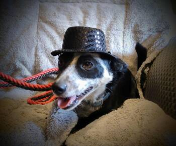 Rescue Jack Russell Terrier Dogs for Adoption in Enoree, South Carolina - Dresler | PetCurious