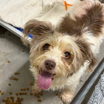 Bubbles -  Mixed Breed Dog for Adoption in Manhattan, Kansas - Bubbles | PetCurious