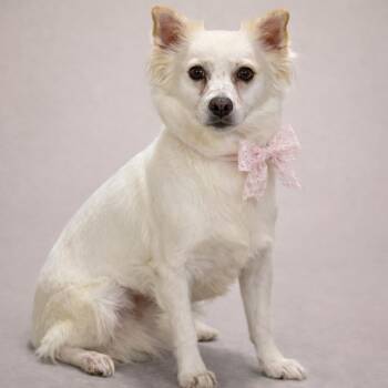 Chihuahua Dogs Available for Adoption in Hondo, Texas - Molly - A Little Timid But So Sweet | PetCurious