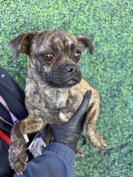 Pug and Terrier Dogs Available for Adoption - 60295291 | PetCurious