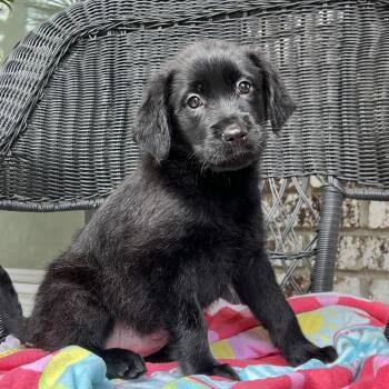 Mixed Breed Dogs Available for Adoption in Mount Pleasant, South Carolina - Remi | PetCurious