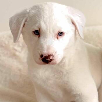Catahoula Leopard Dog and Great Pyrenees Dogs Available for Adoption - Nila~  | PetCurious