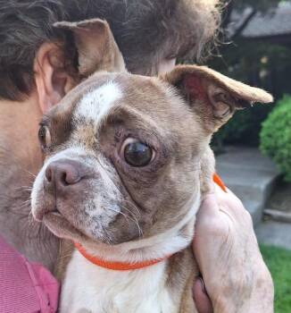Boston Terrier Dogs Available for Adoption in Salem, Oregon - Bugsy | PetCurious