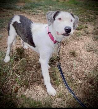 Reba -  Wirehaired Terrier Dog for Adoption in Queen City, Texas - Reba | PetCurious