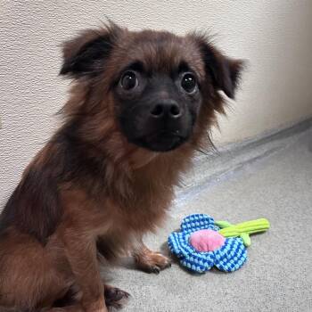 Pekingese and Mixed Breed Dogs Available for Adoption in Chino Hills, California - Mortimer (C000-103) - Costa Mesa Location | PetCurious