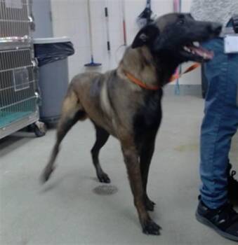 RUDY -  Belgian Shepherd Malinois Dog for Adoption in Salinas, California - RUDY | PetCurious
