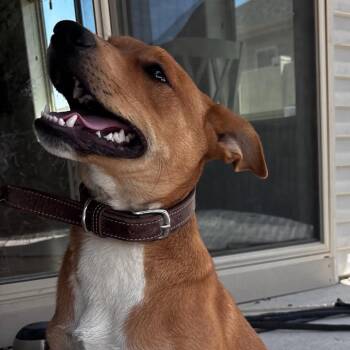 Gus -  Cattle Dog Dog for Adoption in Carlin, Nevada - Gus | PetCurious