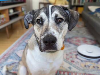 Ruger -  Shepherd Dog for Adoption in Brewster, New York - Ruger | PetCurious