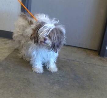 ROXY -  Lhasa Apso and Mixed Breed Dog for Adoption in Ontario, California - ROXY | PetCurious