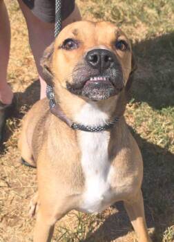 Ingrid -  Boxer Dog for Adoption in Alexander, Arkansas - Ingrid | PetCurious