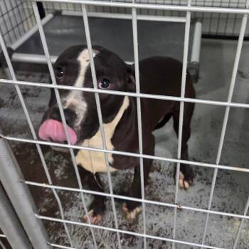 Rescue Terrier Dogs for Adoption in St. Louis, Missouri - Virtue | PetCurious