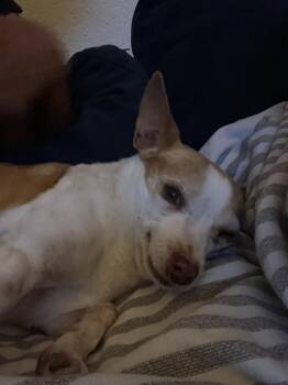 Rescue Chihuahua Dogs for Adoption in Laguna Beach, California - Toby | PetCurious