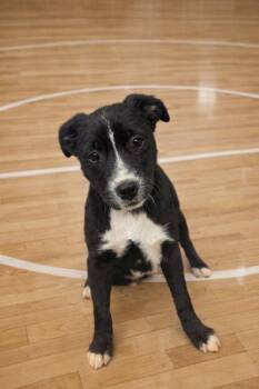 Mixed Breed Dogs Available for Adoption - Buzzer | PetCurious
