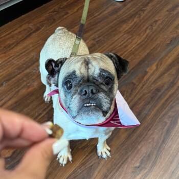 Rescue Pug and English Bulldog Dogs for Adoption in Allen, Texas - Baroness Beatrice Von Smooshface | PetCurious