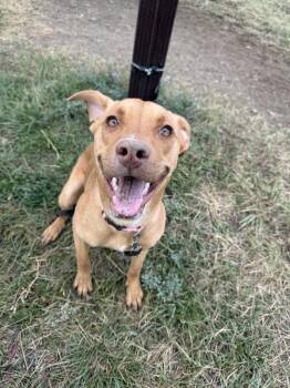 Sadie -  Mixed Breed Dog for Adoption in Black Eagle, Montana - Sadie | PetCurious