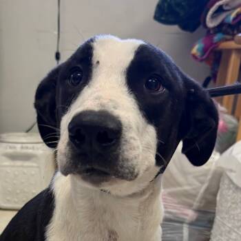 Rescue Mixed Breed Dogs for Adoption in Jacksonville, Arkansas - Wylder | PetCurious