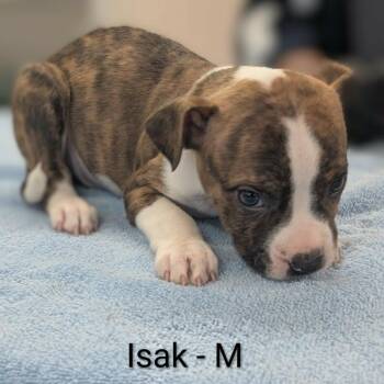 Pit Bull Terrier and Mixed Breed Dogs Available for Adoption in Griswold, Connecticut - Isak | PetCurious