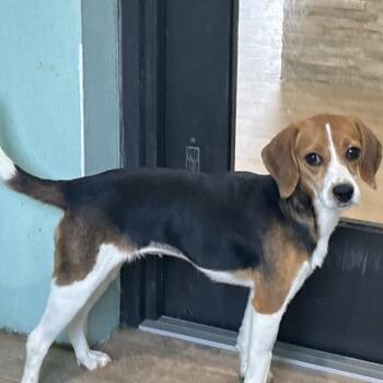 Doris 0879 -  Beagle Dog for Adoption in Loxahatchee Groves, Florida - Doris 0879 | PetCurious