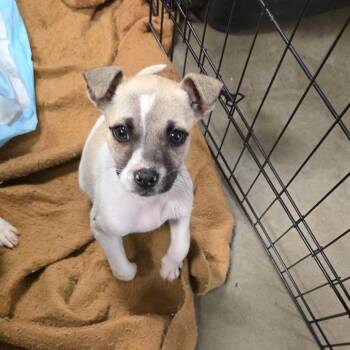 Mixed Breed Dogs Available for Adoption in Bismarck, North Dakota - Major | PetCurious