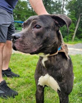 Rescue Mixed Breed Dogs for Adoption in Hamilton Township, New Jersey - Blaze | PetCurious