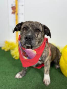 Eeyore-One of our Amazing Rescue Dogs -  Corgi and Pit Bull Terrier Dog for Adoption in Carlsbad, California - Eeyore-One Of Our Amazing Rescue Dogs | PetCurious