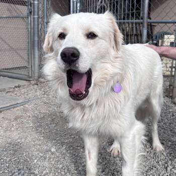 Great Pyrenees Dogs Available for Adoption - Wayne | PetCurious
