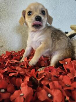Eva -  Terrier Dog for Adoption - Eva | PetCurious