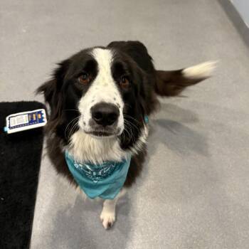 Kelly -  Mixed Breed Dog for Adoption in Canal Winchester, Ohio - Kelly | PetCurious