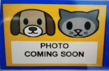 HERMANO -  American Staffordshire Terrier Dog for Adoption in San Antonio, Texas - HERMANO | PetCurious