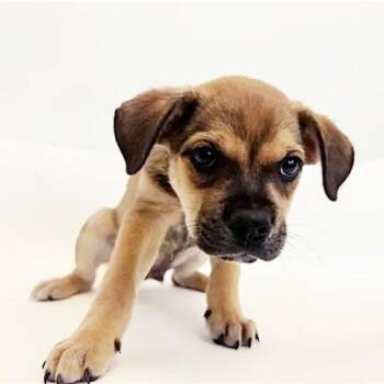 Eddie -  Terrier Dog for Adoption in Brentwood, Missouri - Eddie | PetCurious