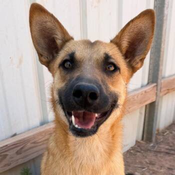 Benito -  Mixed Breed Dog for Adoption in Moab, Utah - Benito | PetCurious