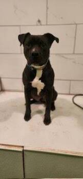 Mixed Breed Dogs Available for Adoption in Chamblee, Georgia - Conlo- IN FOSTER | PetCurious