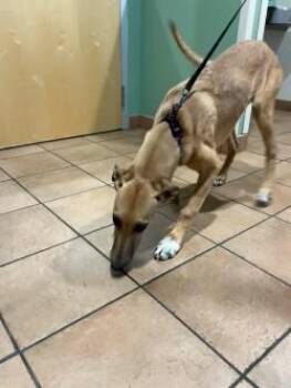 Leia -  Mixed Breed Dog for Adoption in Longmont, Colorado - Leia | PetCurious