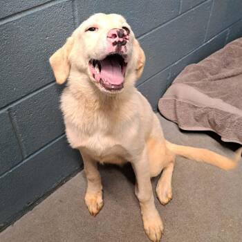 Fawn -  Labrador Retriever and Australian Shepherd Dog for Adoption in Cedarburg, Wisconsin - Fawn | PetCurious