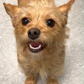Ginger -  Yorkshire Terrier Dog for Adoption in High View, West Virginia - Ginger | PetCurious