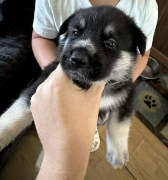 Howler (Soccer Litter) -  Husky and Shepherd Dog for Adoption in Holly Springs, North Carolina - Howler (Soccer Litter) | PetCurious