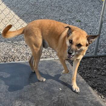Rescue Black Mouth Cur and Chihuahua Dogs for Adoption in Tipton, Iowa - Slinky | PetCurious