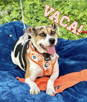 Rescue Beagle Dogs for Adoption in Mission Viejo, California - Vaca | PetCurious